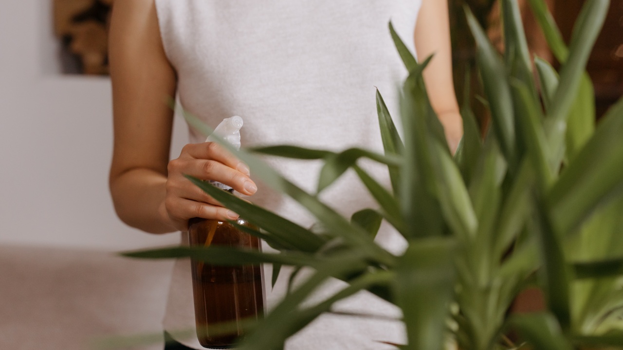 cáscaras de naranja para eliminar plagas