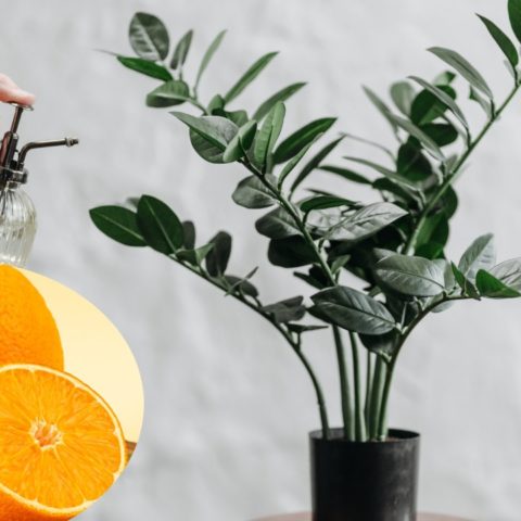 cáscaras de naranja para eliminar plagas del jardín