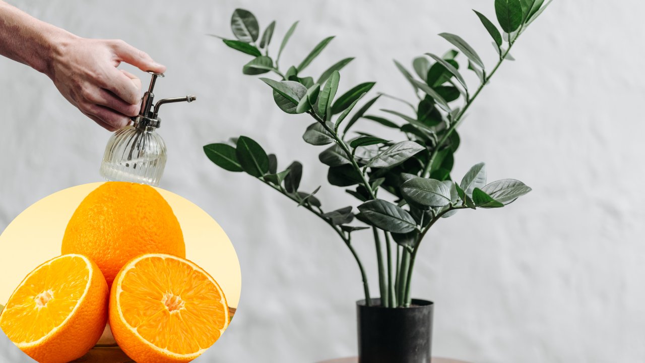 cáscaras de naranja para eliminar plagas del jardín