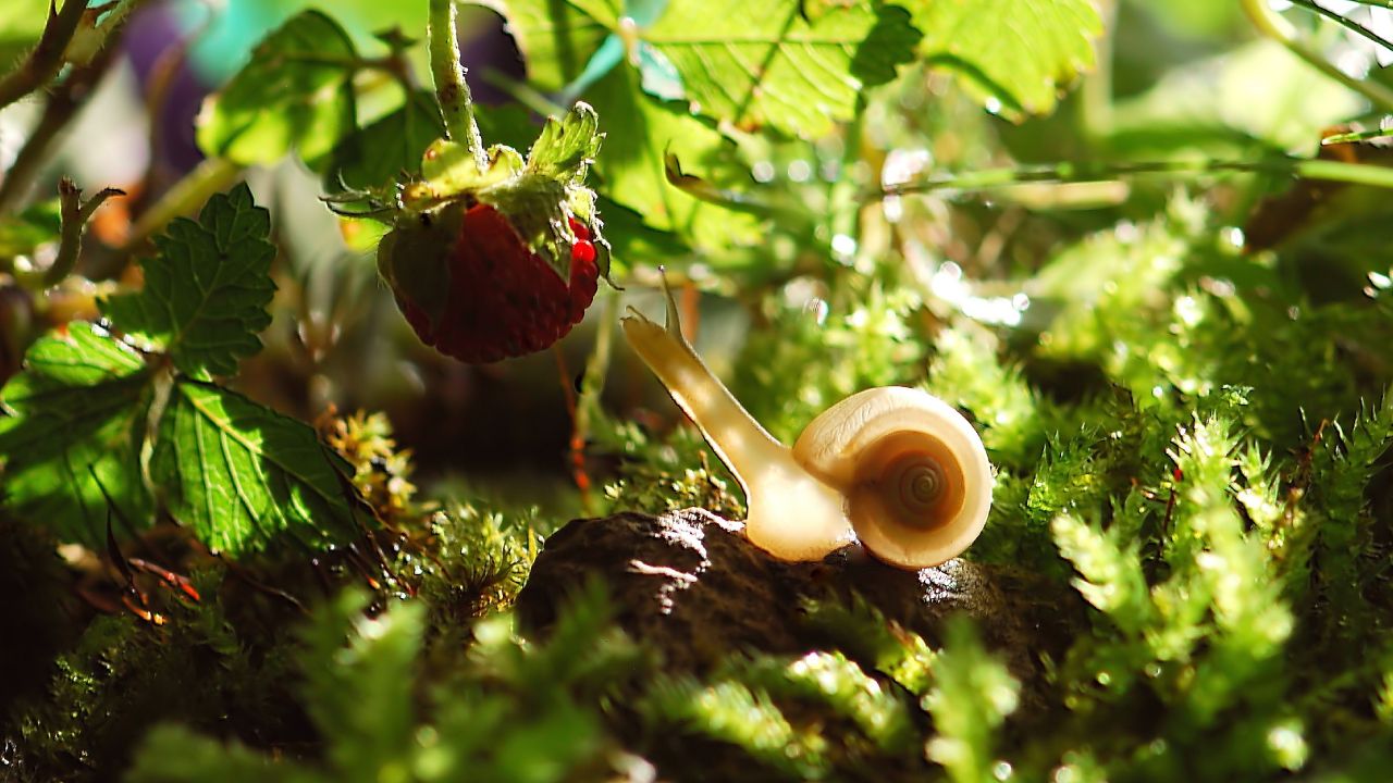 cerveza para eliminar hongos y caracoles de las plantas