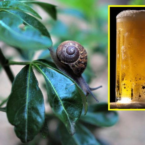 cerveza para eliminar hongos y caracoles de las plantas