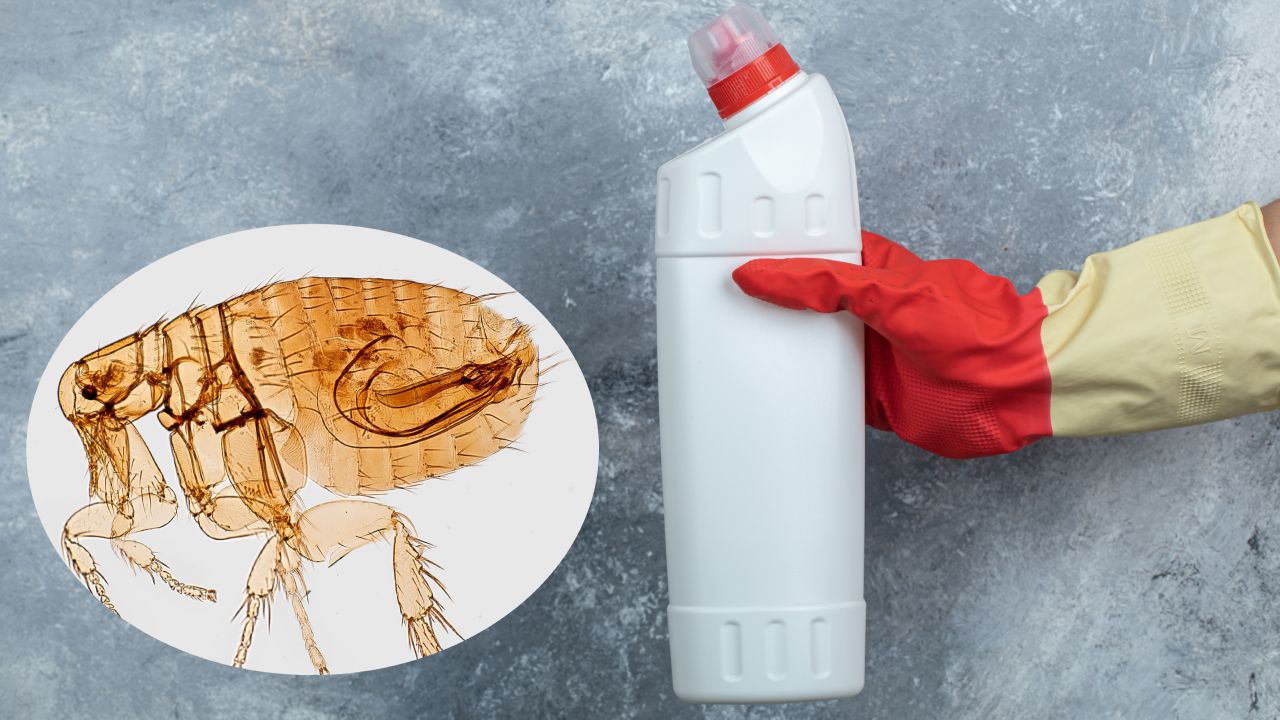 claro mata chinches y pulgas