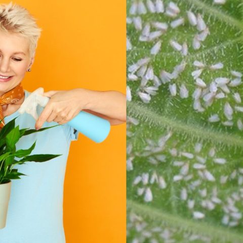 insecticida casero de albahaca