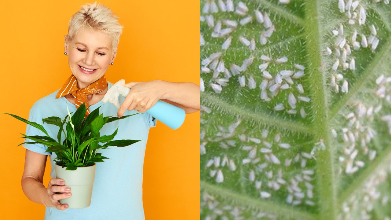 insecticida casero de albahaca