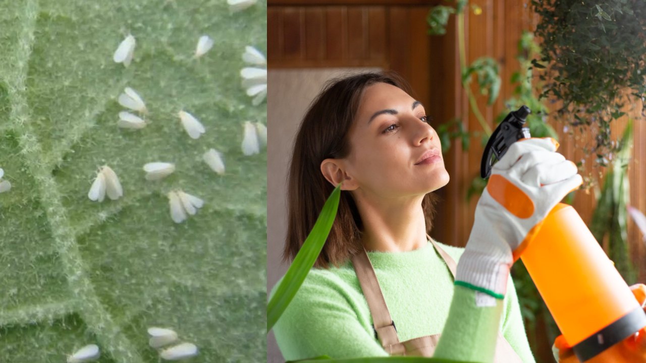 preparación con ajo y albahaca