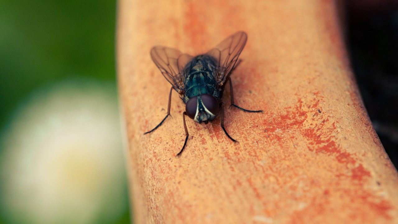 cómo ahuyentar moscas con vinagre