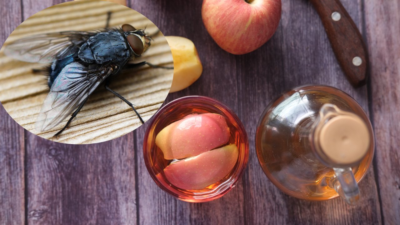 cómo ahuyentar moscas con vinagre