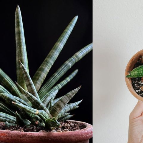 Como cuidar una Sansevieria cylindrica