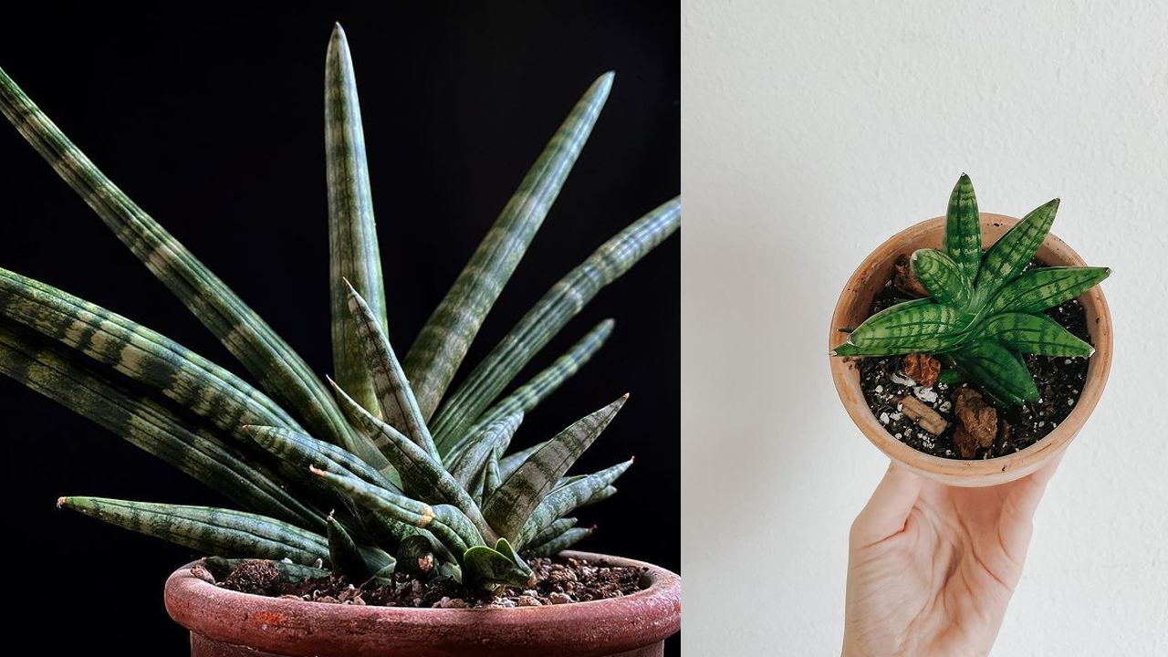 Como cuidar una Sansevieria cylindrica