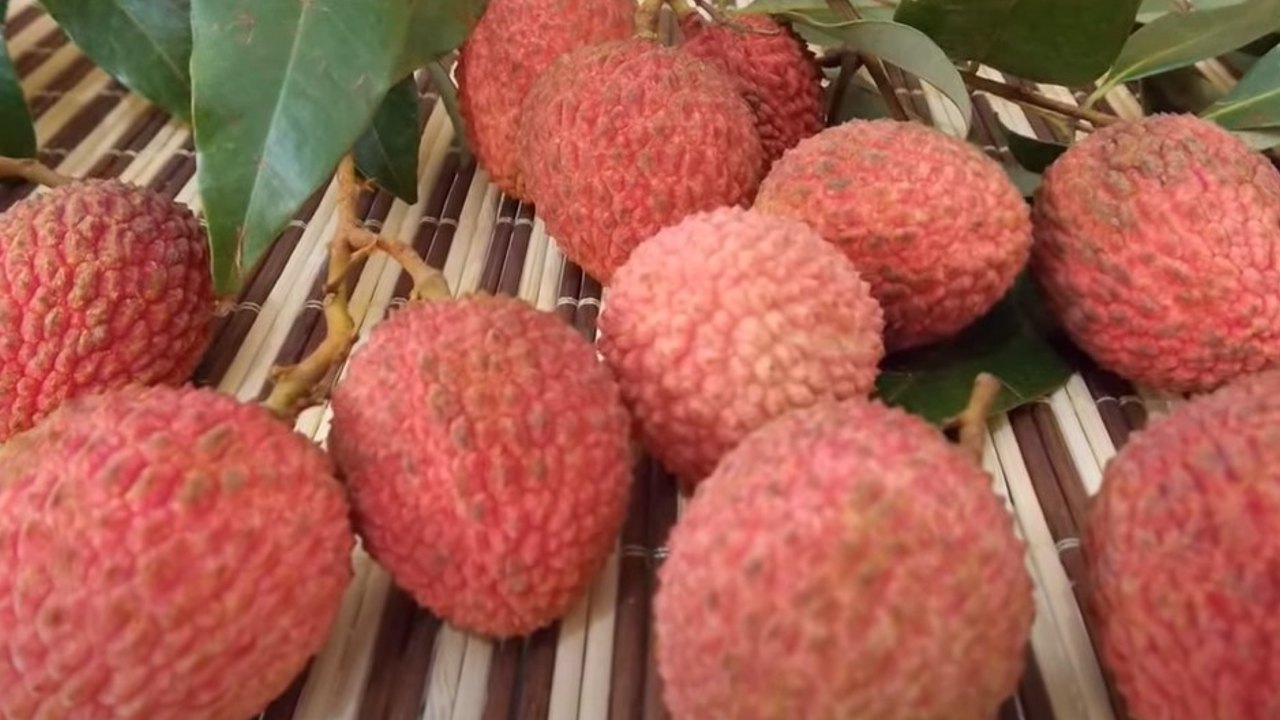 como se cultiva el lichi