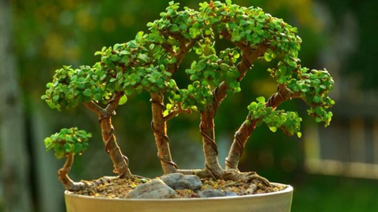 bonsai con la suculenta arbol de jade