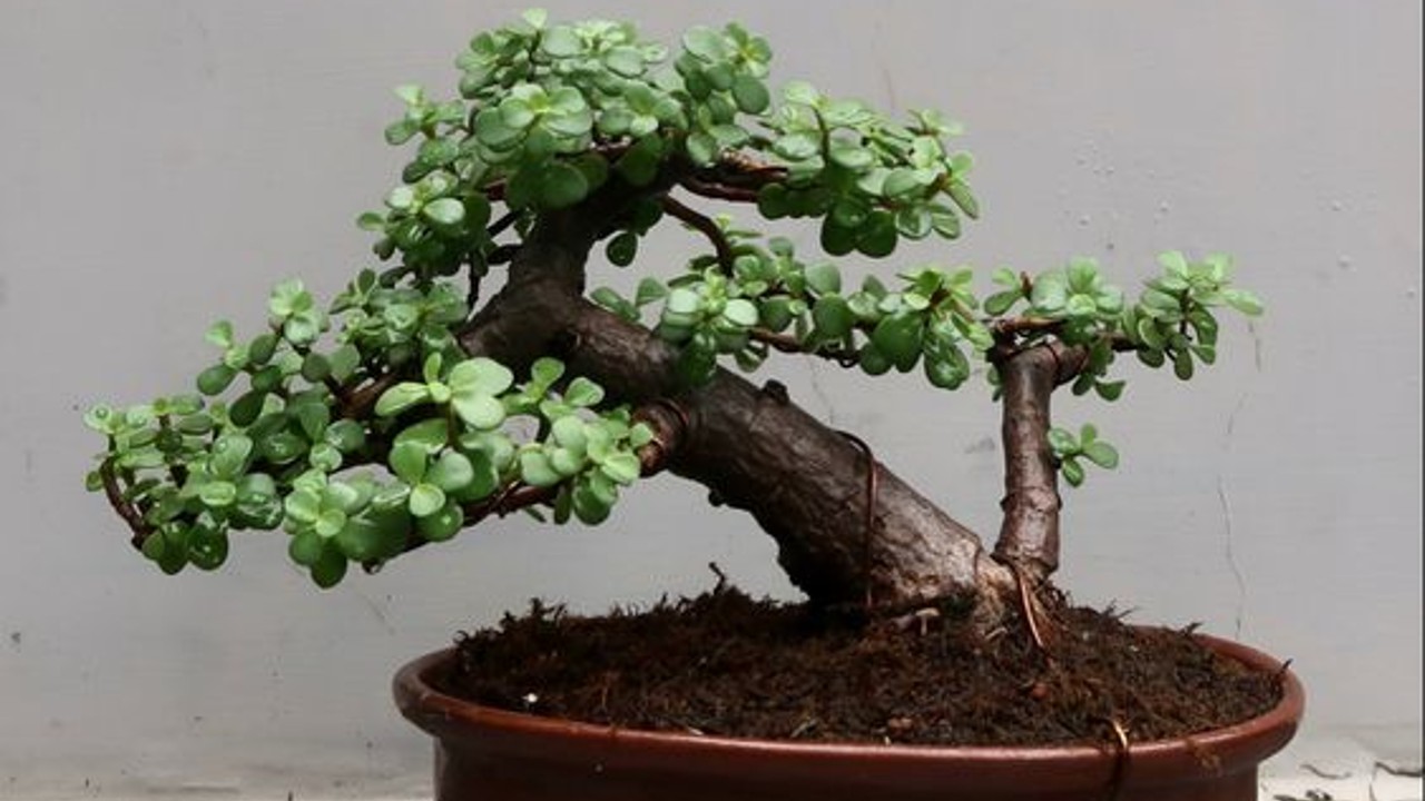 como hacer un bonsai
