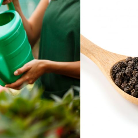 insecticida con pimienta