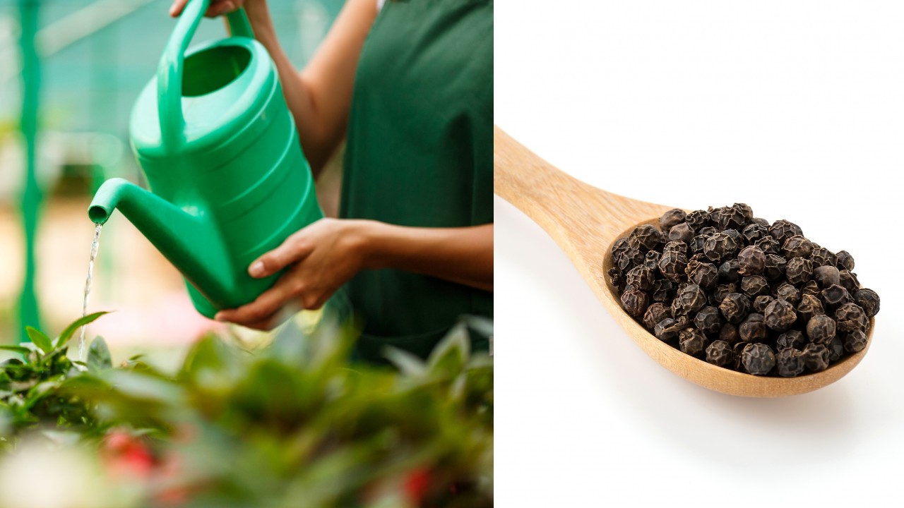 insecticida con pimienta