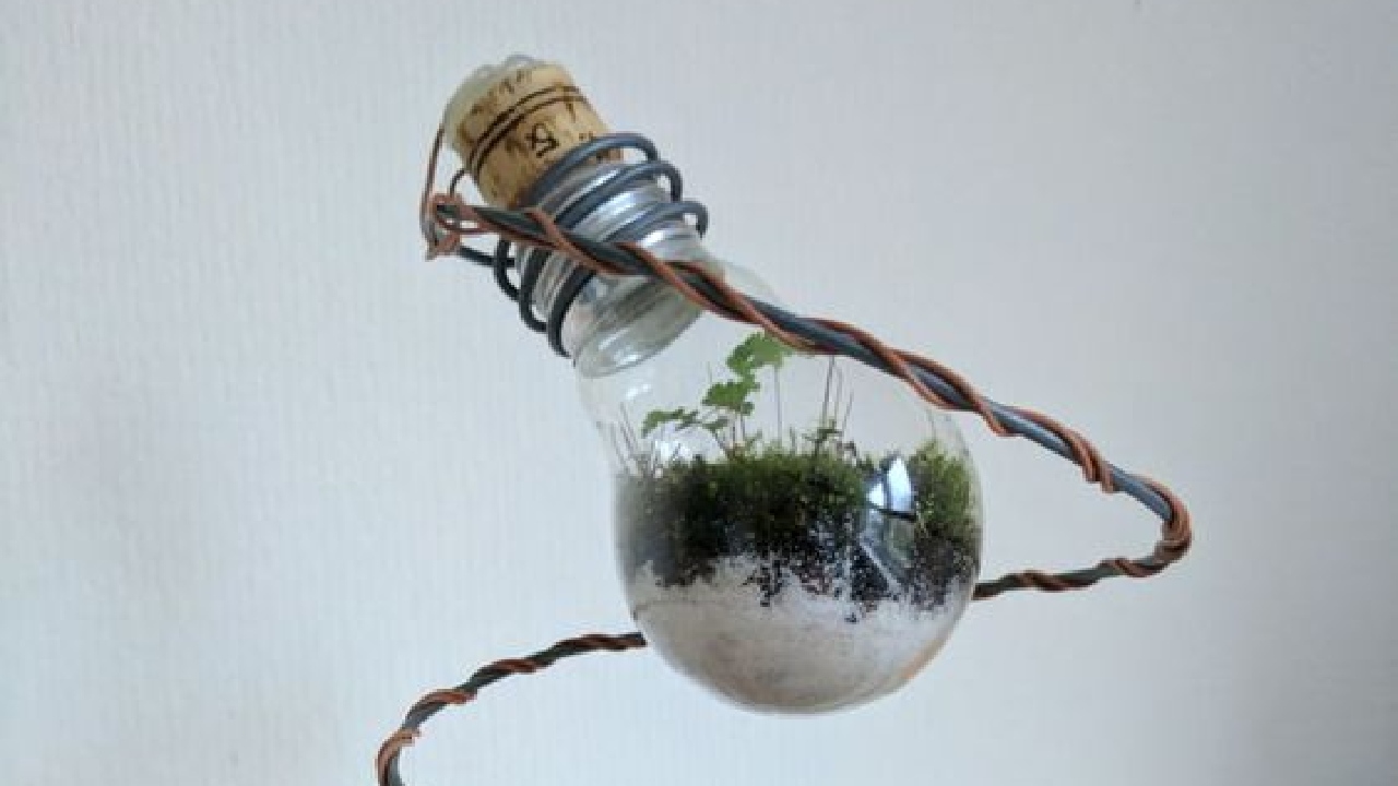 como hacer terrario con foco