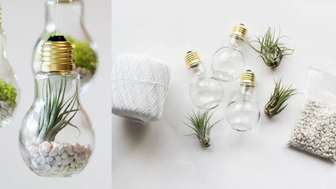 paso a paso terrario con foco