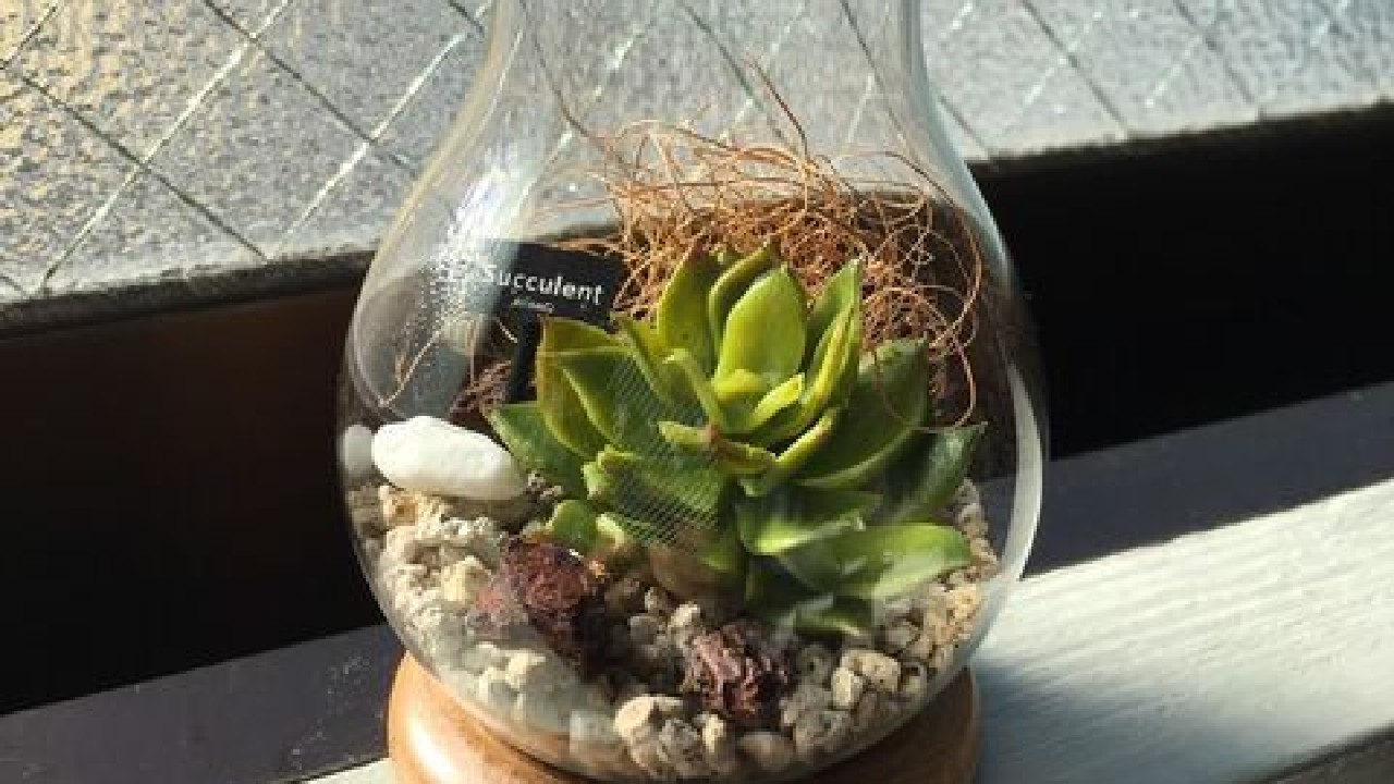 como hacer terrario pequeno