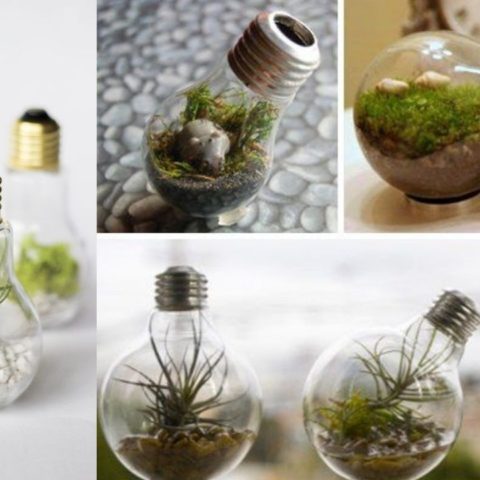 terrario eterno con foco