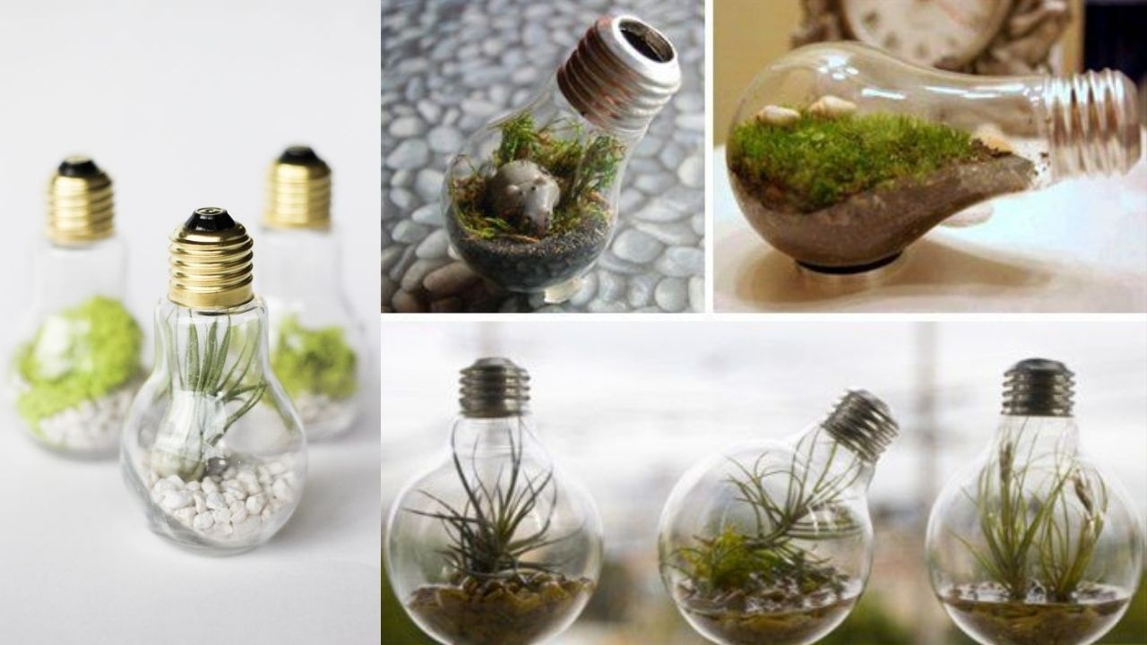 terrario eterno con foco