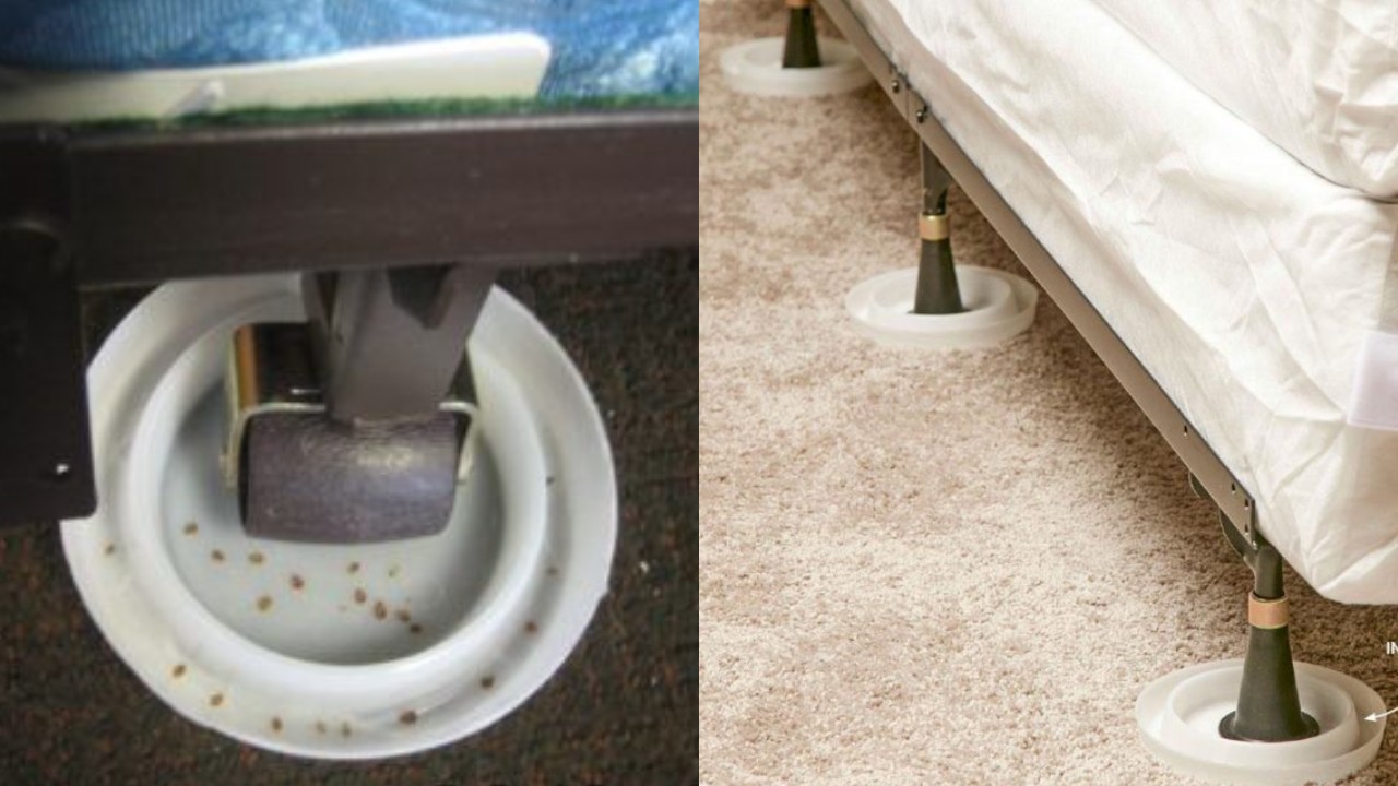 hacer una trampa para chinches