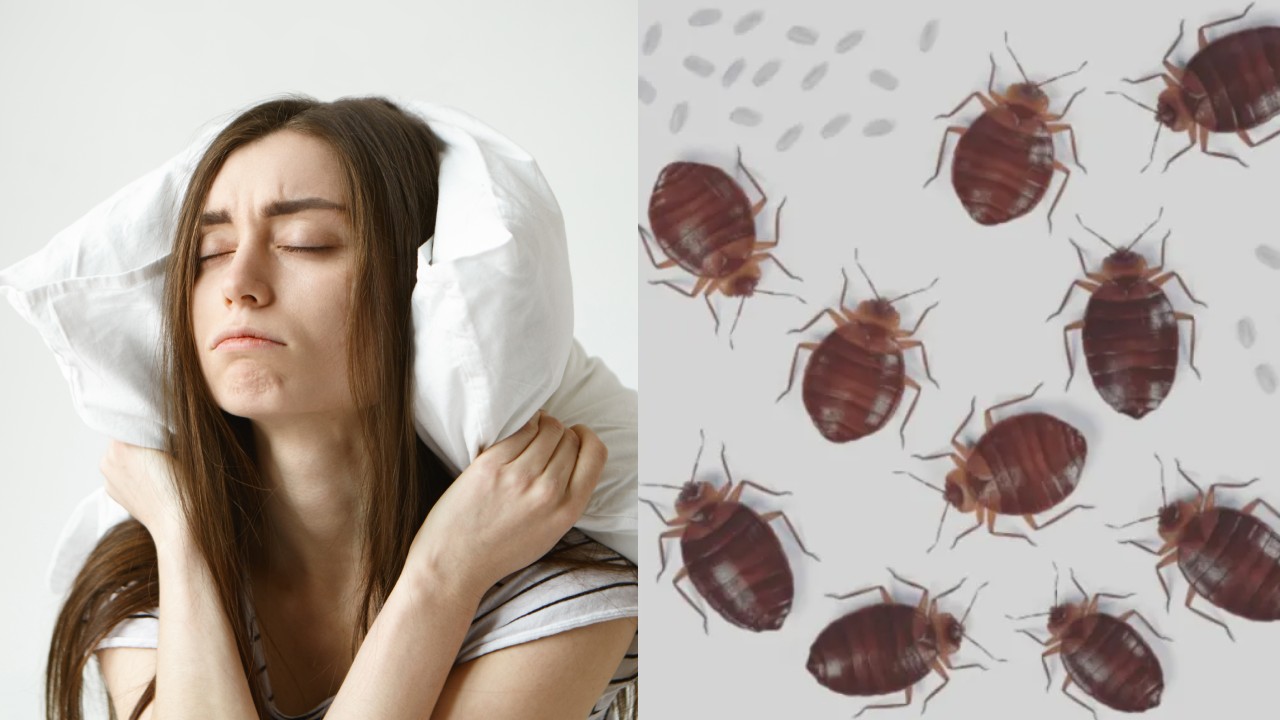 hacer una trampa para chinches