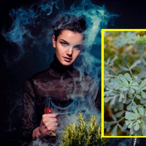 cómo limpiar tu casa con ruda