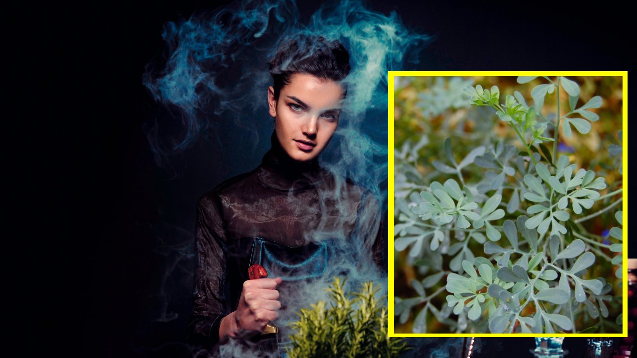 cómo limpiar tu casa con ruda