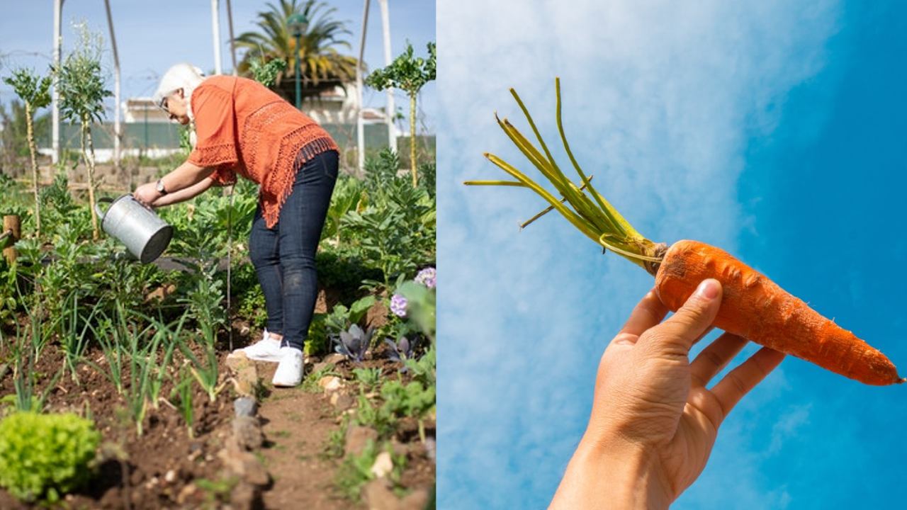 abonar las plantas con restos de zanahoria