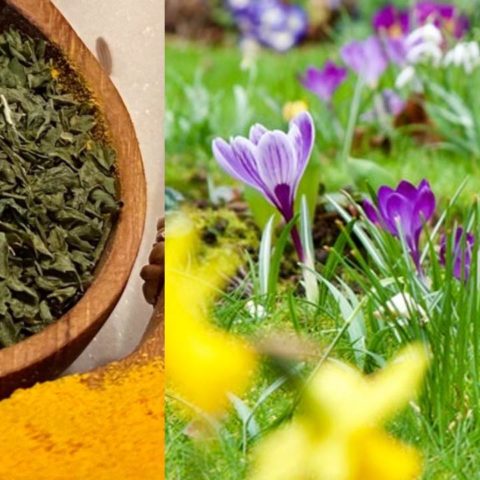 beneficios del orégano