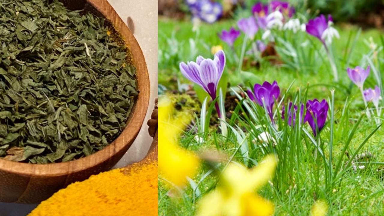 beneficios del orégano