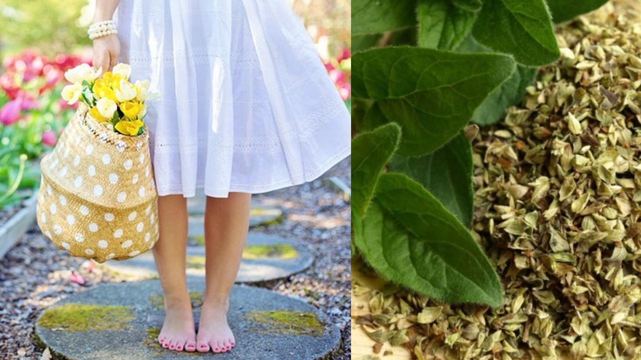 Usos del oréganos en las plantas