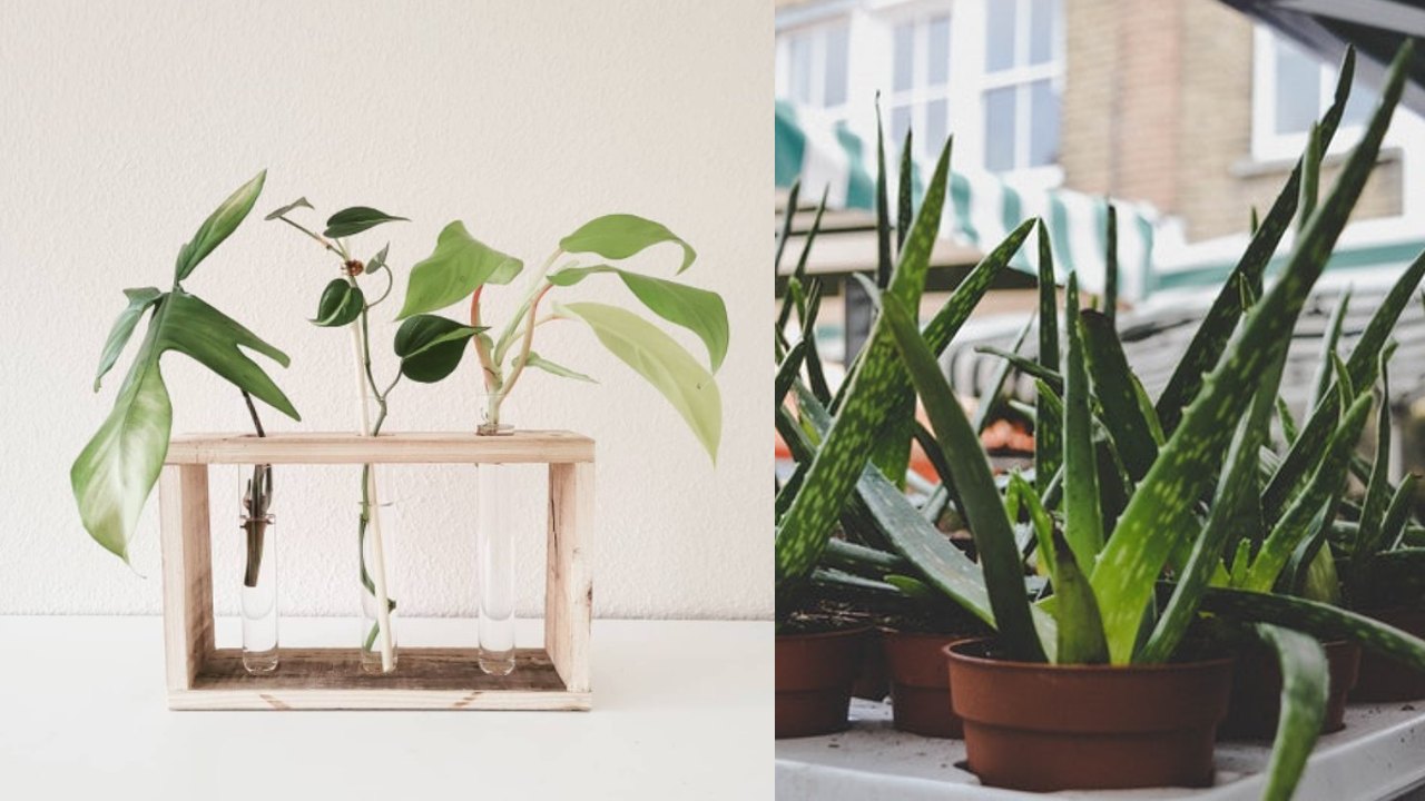Usar la sábila para tus plantas
