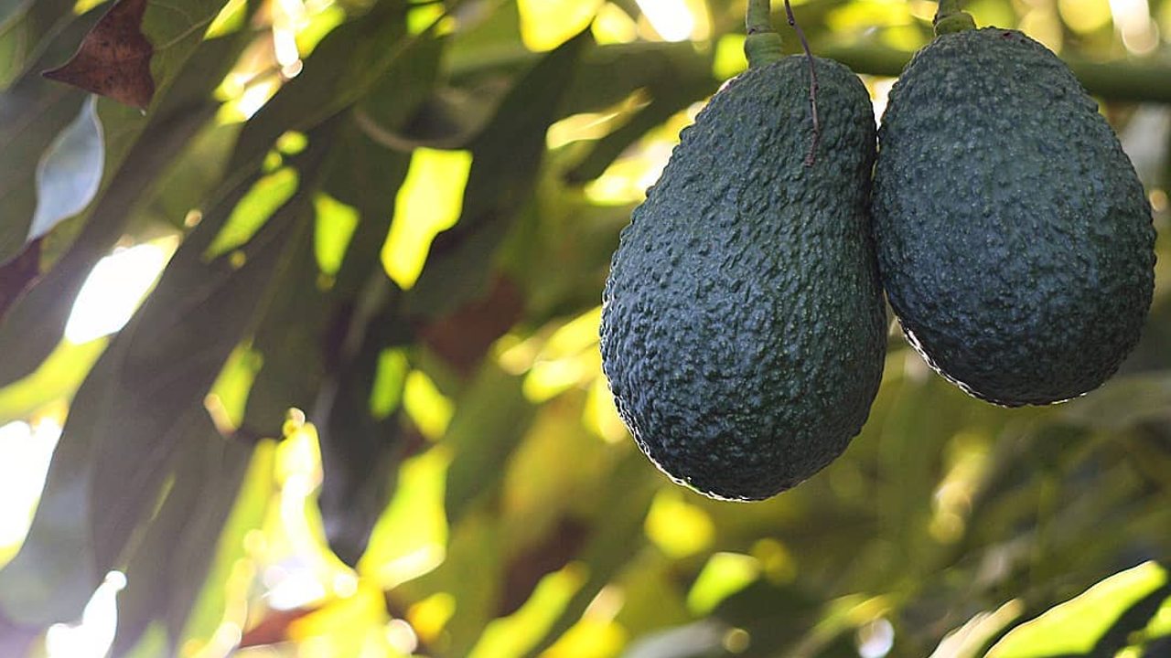 pasos para hacer un injerto de aguacate