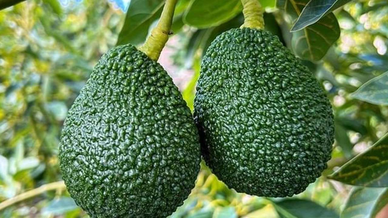 como se hace un injerto de aguacate