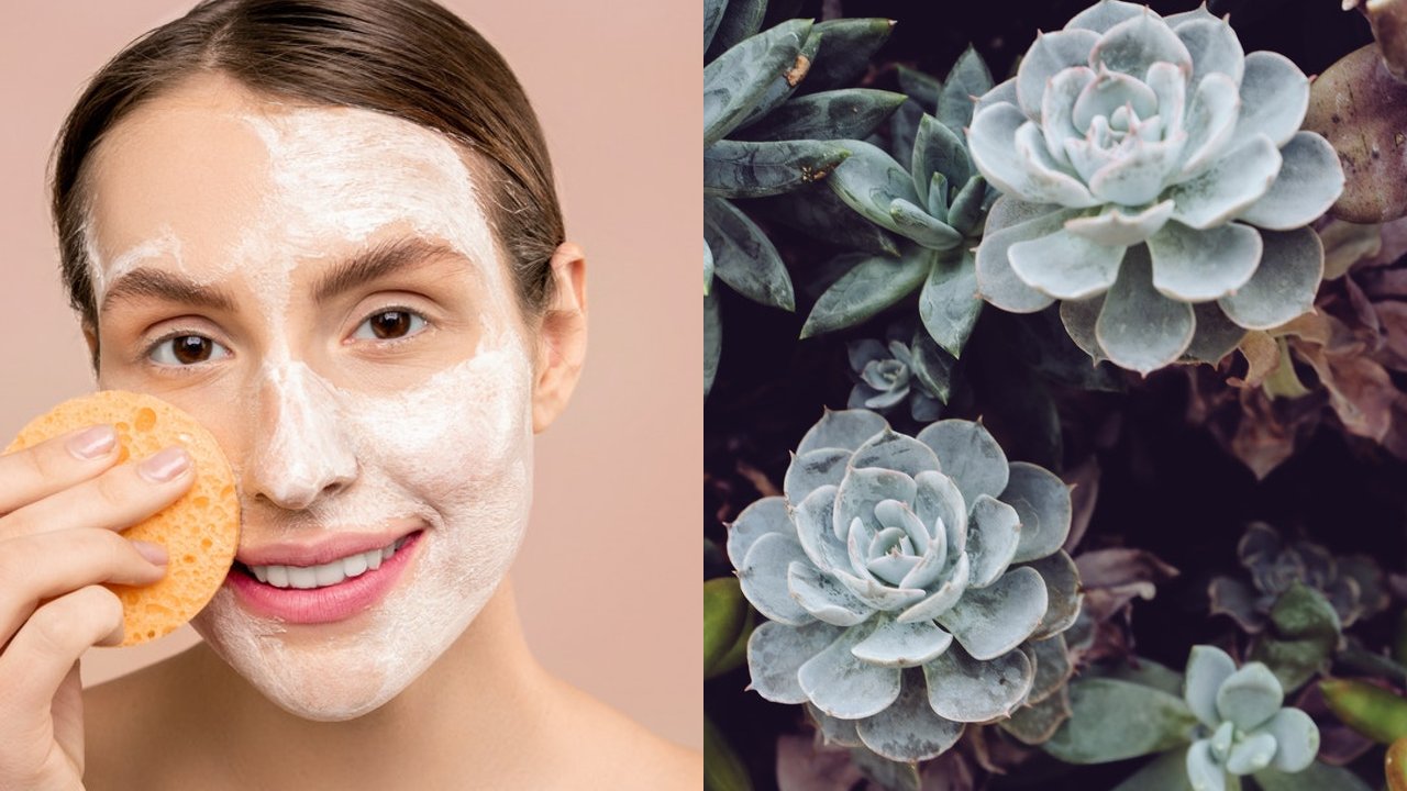  mascarilla de suculenta