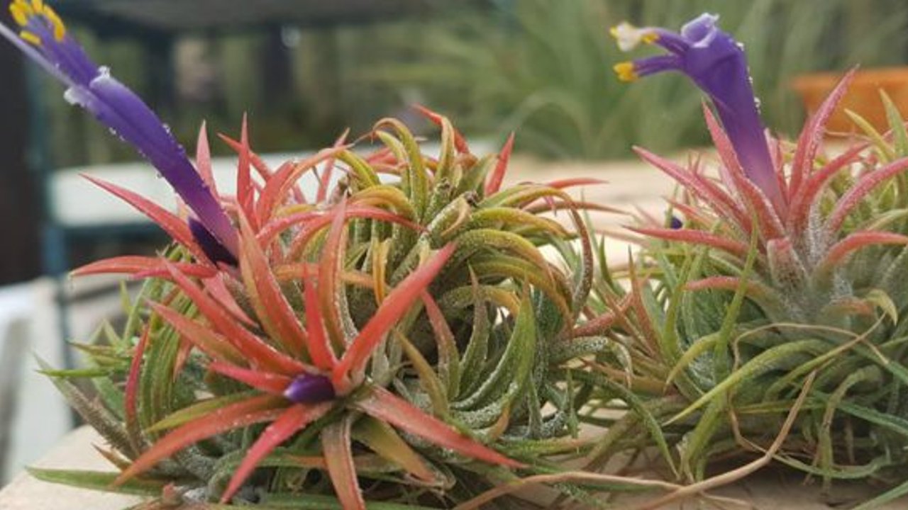 floración de las plantas de aire