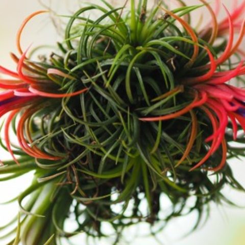 plantas de aire florezcan