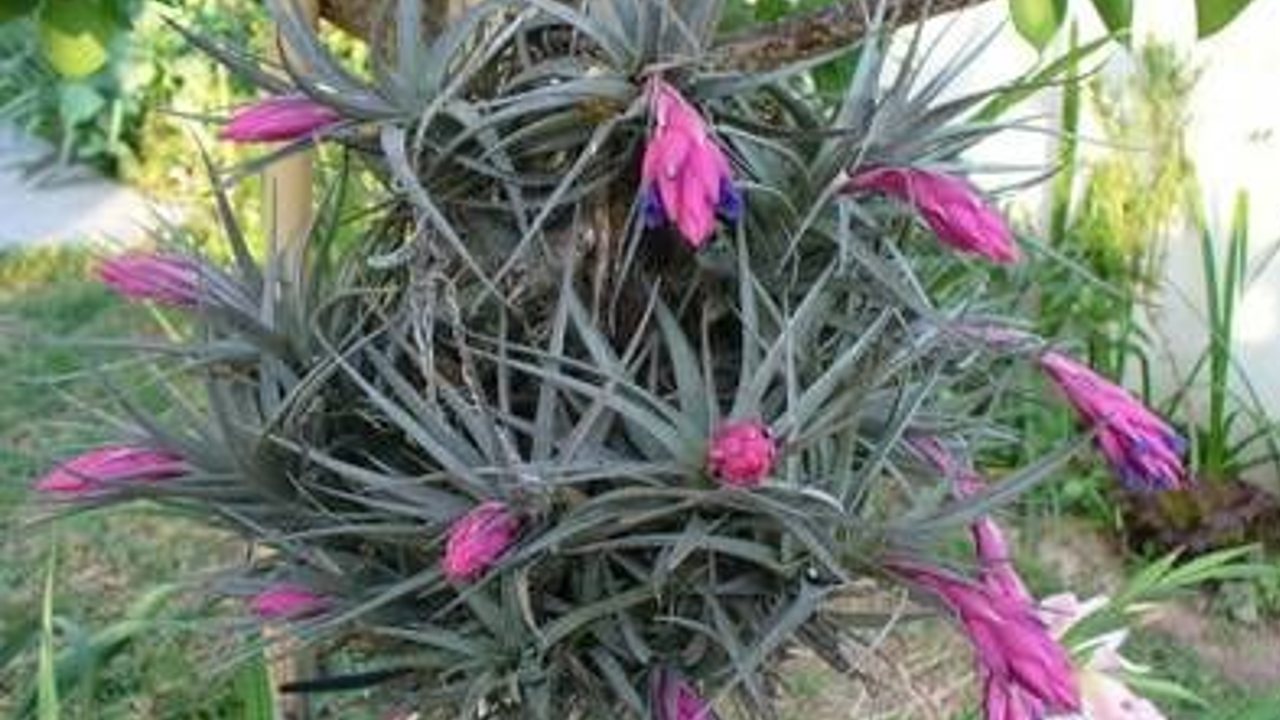 flores de las plantas de aire