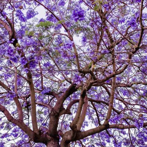 datos sobre las jacarandas