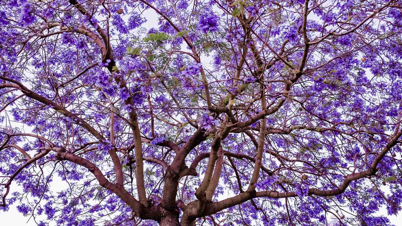 datos sobre las jacarandas