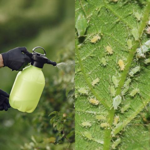 insecticida casero con ajo