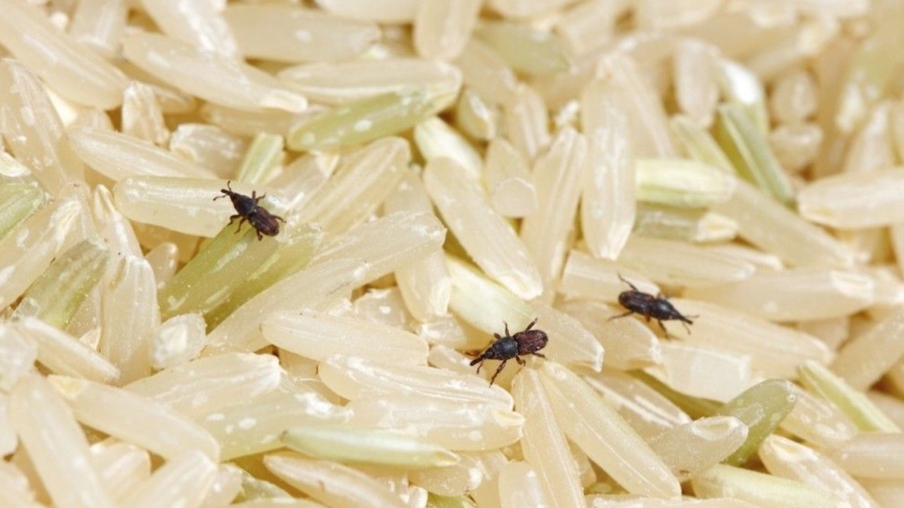 eliminar gorgojos con vinagre