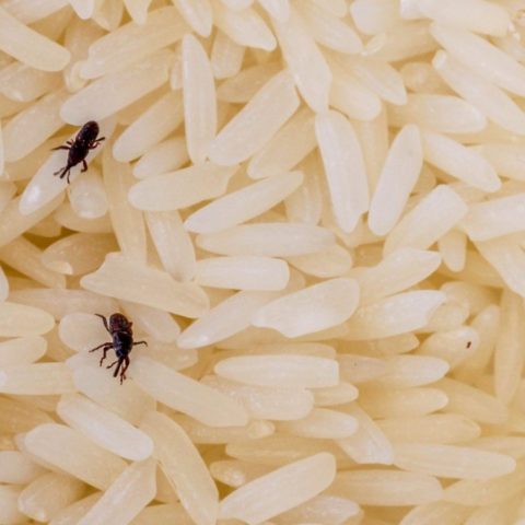 eliminar gorgojos con vinagre