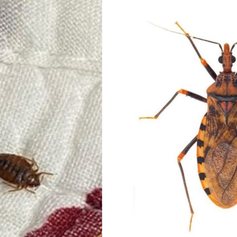 Enfermedad de Chagas