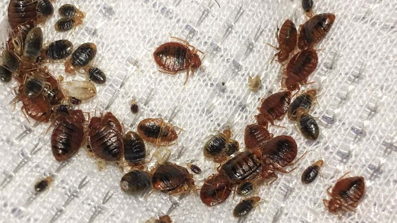 que es la enfermedad de chagas