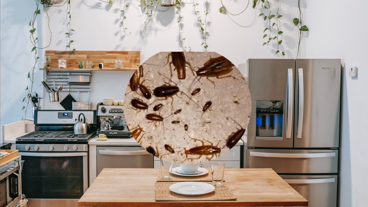 cucaracha en escondites o rincones en una cocina