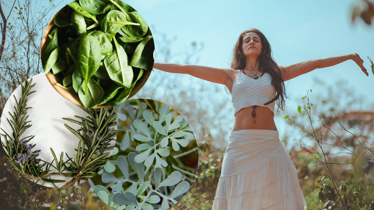 hacer una limpia con albahaca, ruda y romero