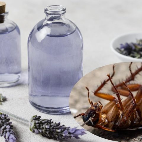 lavanda para ahuyentar arañas, cucarachas y mosquitos