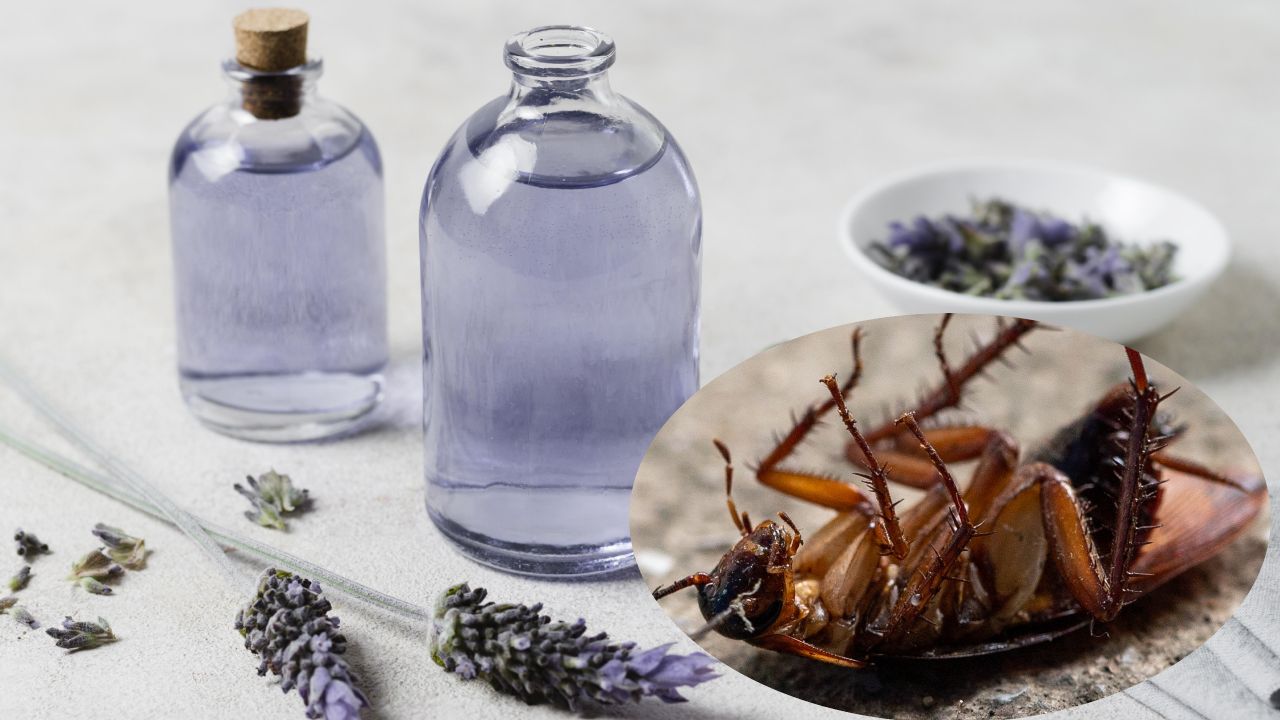lavanda para ahuyentar arañas, cucarachas y mosquitos