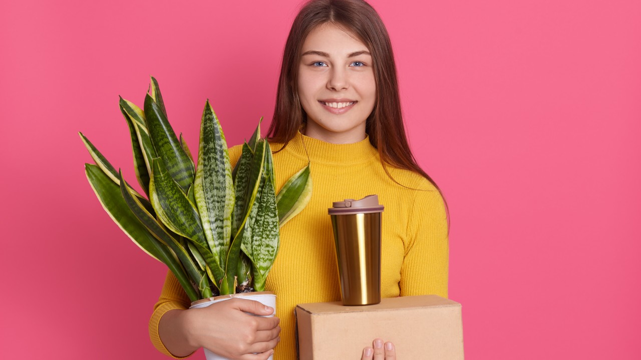lengua de suegra para refrescar tu casa